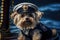 Sassy Dog With A Playful Sailors Outfit And Sailor Hat