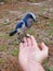 Sassy Scrubjay Blue Bird Endangered