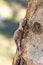 Satanic leaf-tailed gecko