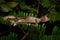 Satanic leaf-tailed gecko, Uroplatus phantasticus, lizard from Ranomafana National Park, Madagascar. Leaf look gecko in the nature