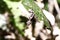 Satanic Leaf-tailed Gecko (Uroplatus phantasticus) in Ranomafana rain forest in eastern Madagascar. Red eyes and horns above eyes