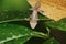 Satanic Leaf-tailed Gecko (Uroplatus phantasticus) in Ranomafana rain forest in eastern Madagascar. Red eyes and horns above eyes