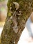 Satanic leaf-tailed gecko, Uroplatus phantasticus, is a very bizarre lizard indeed. Réserve Peyrieras Madagascar Exotic