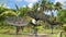 Satellite dishes in wood amongst palm trees on the Koh-Chang island in Thailand