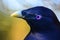 An satin bower bird in an Australian rainforest