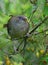 Satin bower bird female