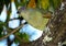 Satin bower bird female