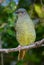 Satin bower bird female