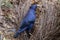 Satin Bowerbird