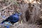 Satin Bowerbird