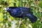 Satin Bowerbird