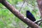 Satin bowerbird