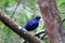 Satin bowerbird