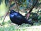 Satin Bowerbird in Australia