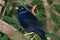 Satin Bowerbird in Australia