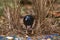 Satin Bowerbird in Australia