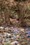 Satin Bowerbird in Australia