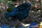 Satin Bowerbird in Australia