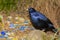 Satin Bowerbird at his bower