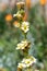 Satin flowers sisyrinchium striatum