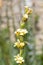 Satin flowers sisyrinchium striatum