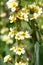 Satin flowers sisyrinchium striatum