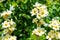 Satin flowers sisyrinchium striatum in bloom
