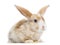 Satin Mini Lop rabbit ear up, lying, isolated