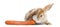 Satin Mini Lop rabbit eating a carrot, isolated