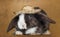 Satin Mini Lop rabbit facing with a straw hat,