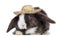 Satin Mini Lop rabbit facing with a straw hat, isolated