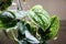 Satin pothos Scindapsus pictus Argyraeus on a window sill.