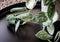 Satin pothos scindapsus pictus houseplant on a tabletop.