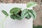 Satin Pothos, Silver hilodendron or Scindapsus pictus Hassk or Argyreus