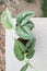 Satin Pothos, Silver hilodendron or Scindapsus pictus Hassk or Argyreus