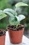 Satin Pothos, Silver hilodendron or Scindapsus pictus Hassk or Argyreus