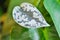 Satin Pothos, Silver hilodendron or Scindapsus pictus Hassk or Argyreus plant