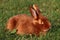 Satin rabbit lying in the grass