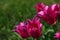 Satin-rose to pink coloured tulip flowers of Mariette kind, also called Lily-flowered tulip