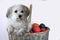 Satisfied, all around happy  havanese sits in a easter basket