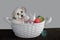 Satisfied, all around happy  havanese sits in a easter basket
