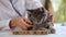 Satisfied cat in hands of female veterinarian on table of veterinary clinic with word veterinary.