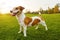 Satisfied debonair smiling dog standing on fresh green grass.