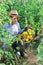 Satisfied farmer demonstrates box of ripe tomatoes