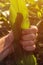 Satisfied farmer gesturing thumbs up in corn field