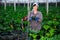 Satisfied female farmer demonstrates ripe zucchini in greenhouse