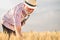 Satisfied gray haired agronomist or farmer examining wheat plants before the harvest
