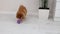 Satisfied red-haired German Spitz dog plays with a purple ball