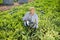 Satisfied skilled farmer working on family farm field, harvesting watermelon in summer