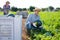 Satisfied skilled farmer working on family farm field, harvesting watermelon in summer